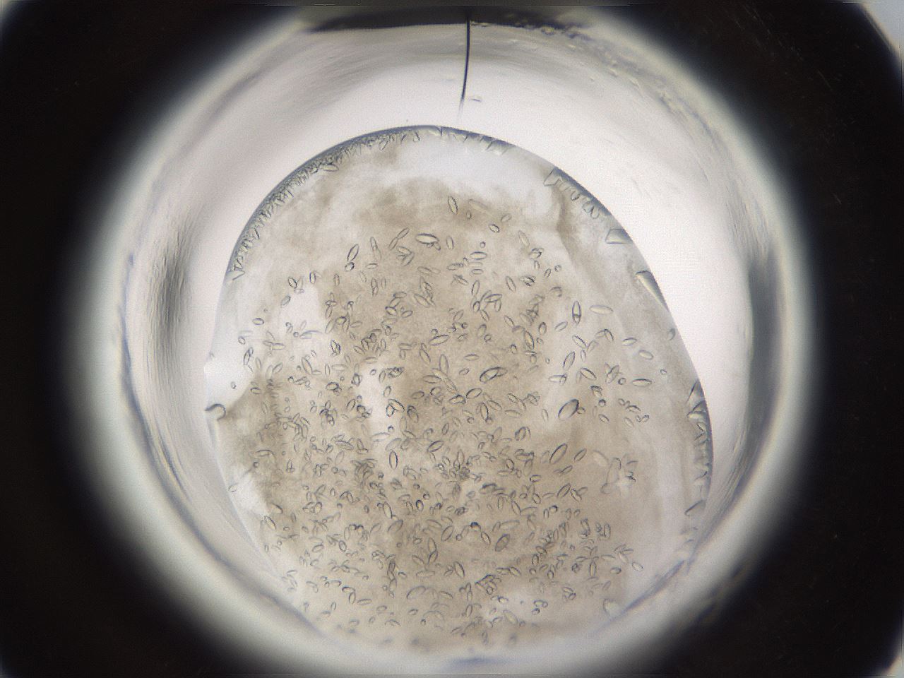 folderID661_plateID1661_batchID6964_wellNum40_profileID1_d1_r110510_ef.jpg