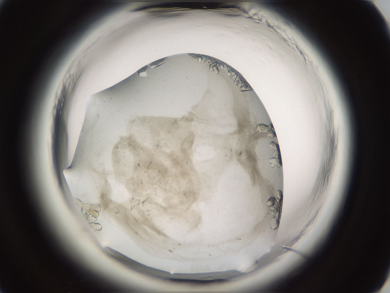 folderID661_plateID1661_batchID6964_wellNum49_profileID1_d3_r110530_ef.jpg