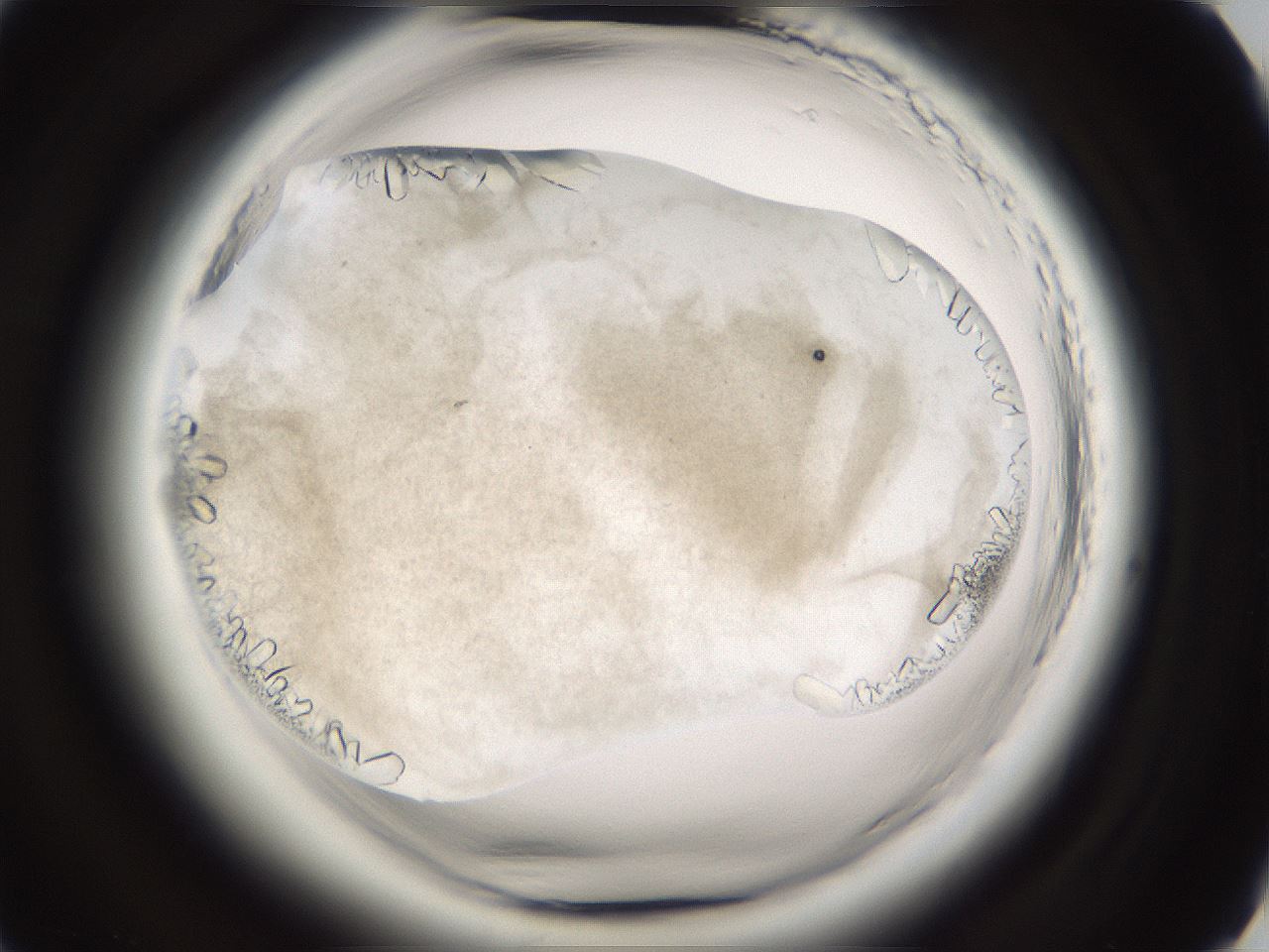 folderID661_plateID1661_batchID6964_wellNum61_profileID1_d2_r110556_ef.jpg