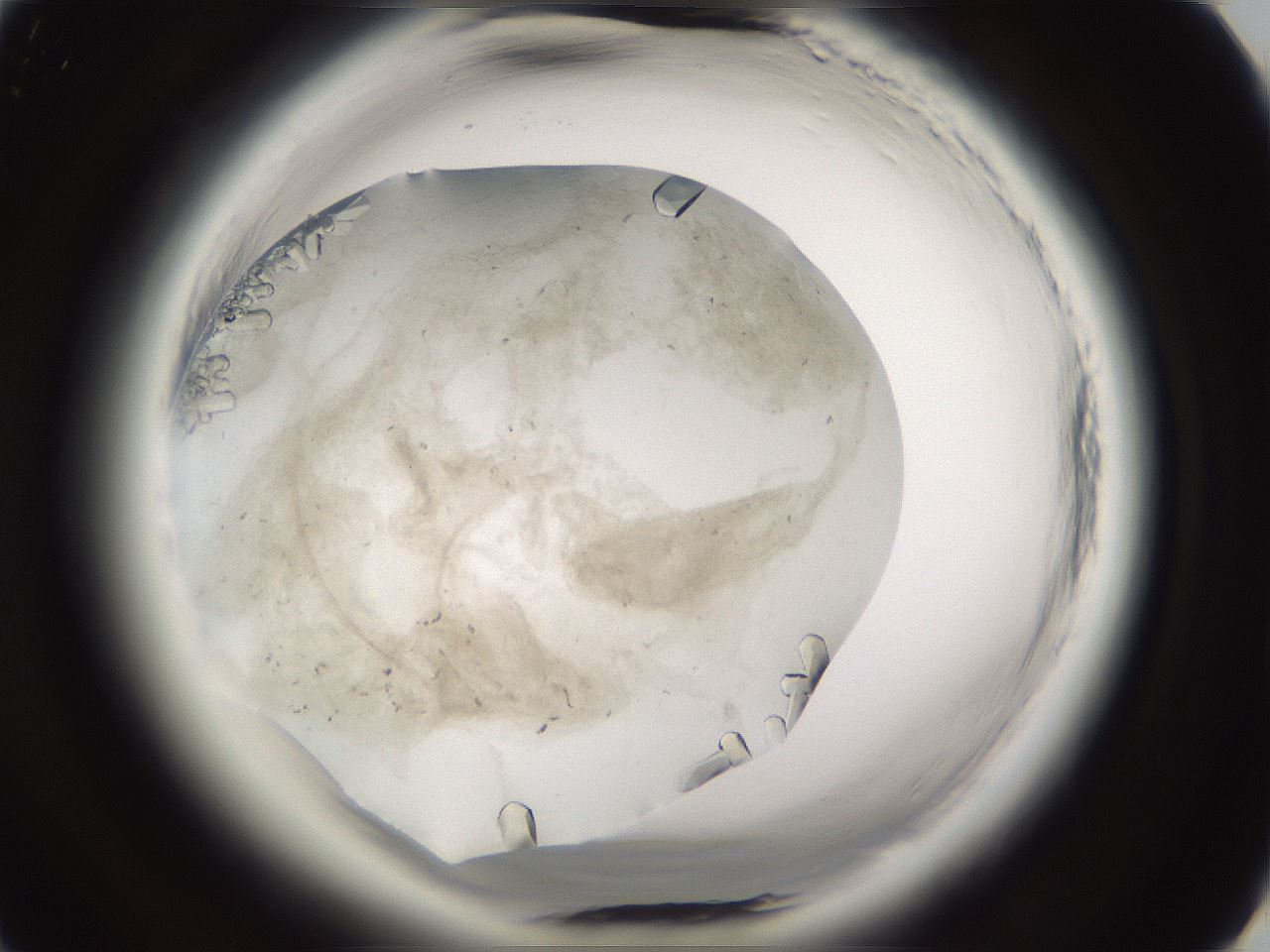 folderID661_plateID1661_batchID6964_wellNum61_profileID1_d3_r110557_ef.jpg