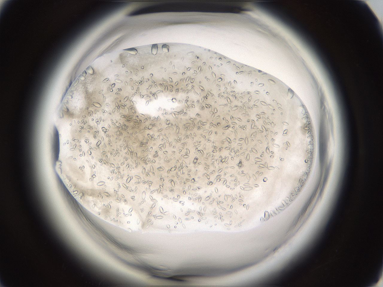 folderID661_plateID1661_batchID6964_wellNum67_profileID1_d1_r110573_ef.jpg