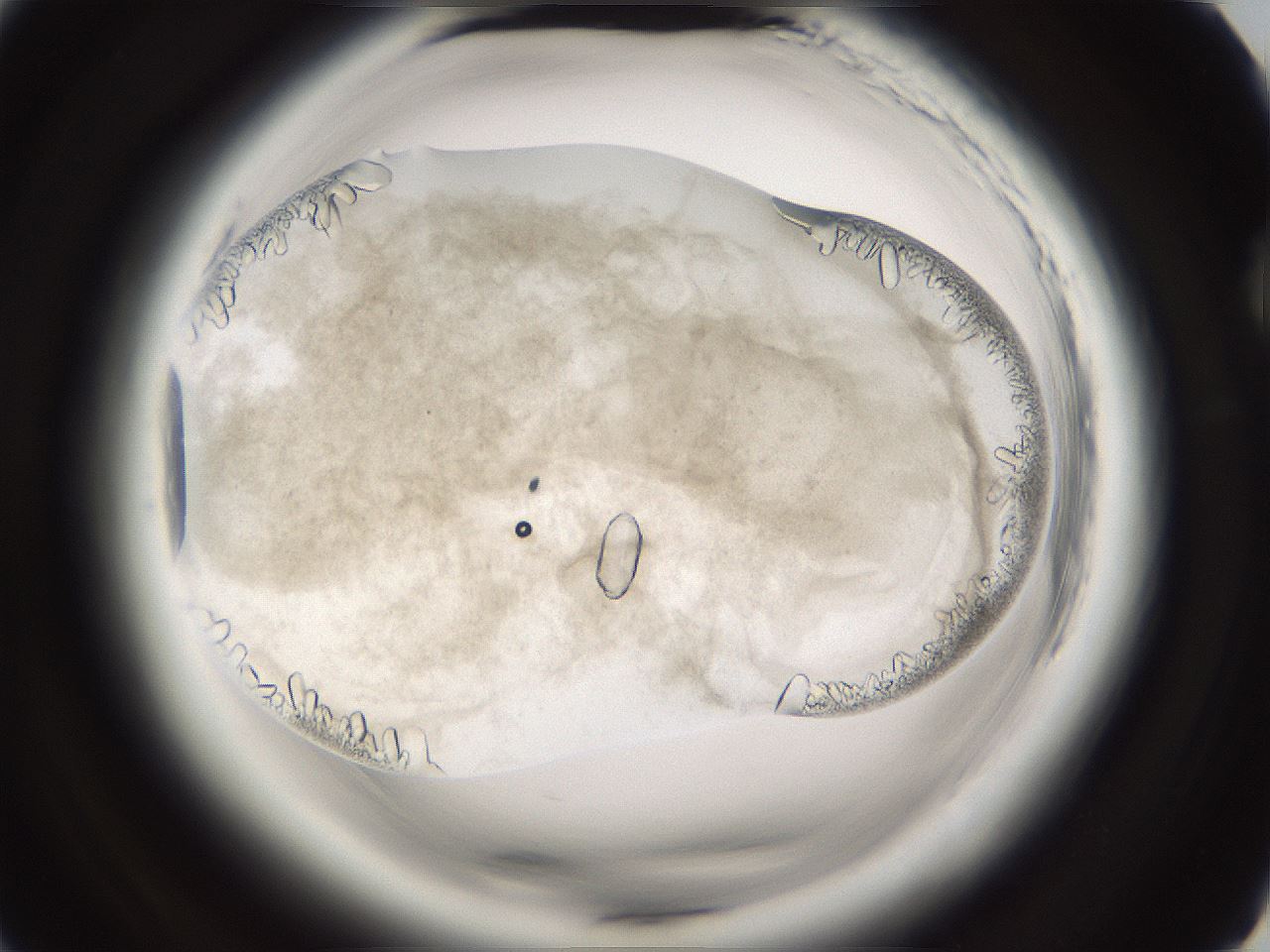folderID661_plateID1661_batchID6964_wellNum73_profileID1_d2_r110583_ef.jpg