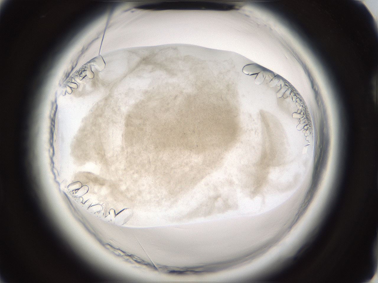 folderID661_plateID1661_batchID6964_wellNum74_profileID1_d2_r110586_ef.jpg
