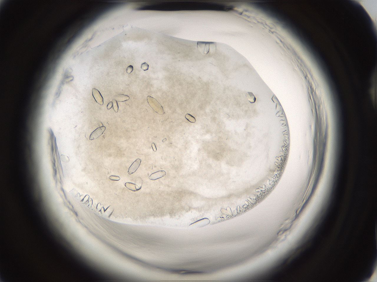 folderID661_plateID1661_batchID6964_wellNum75_profileID1_d2_r110589_ef.jpg