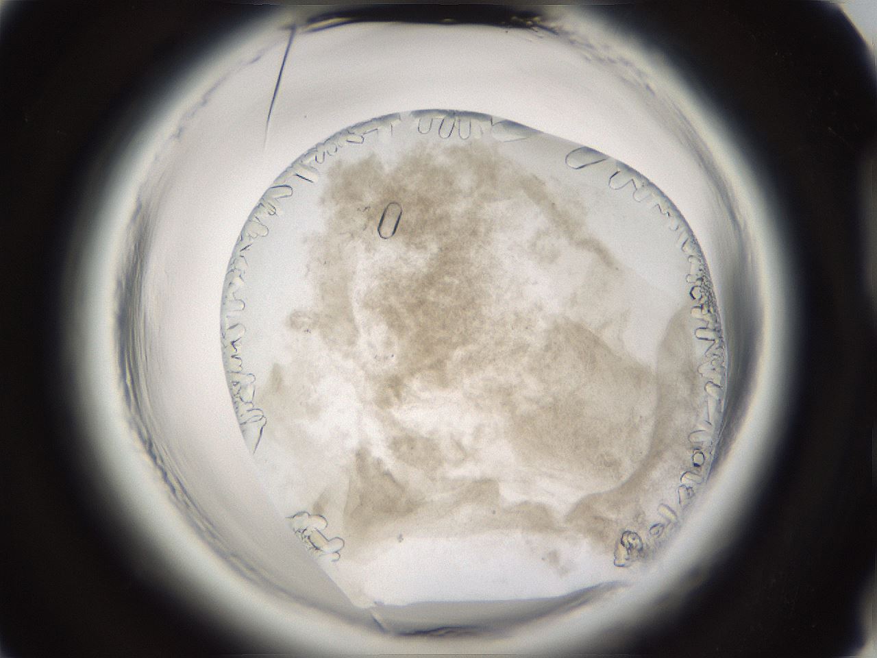 folderID661_plateID1661_batchID6964_wellNum86_profileID1_d2_r110613_ef.jpg