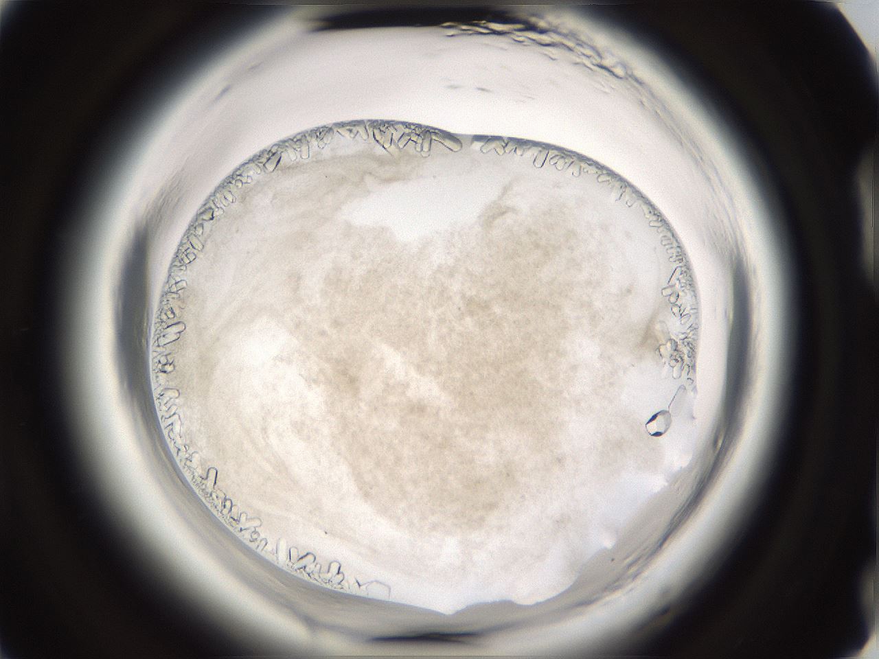 folderID661_plateID1661_batchID6964_wellNum89_profileID1_d2_r110622_ef.jpg