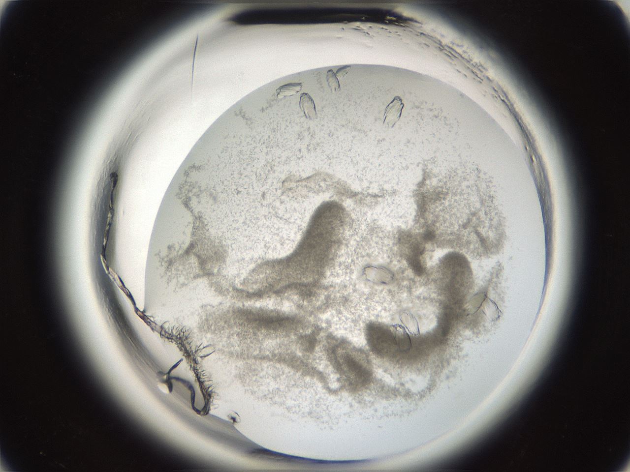 folderID665_plateID1665_batchID6989_wellNum10_profileID1_d3_r110744_ef.jpg