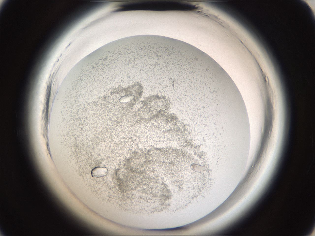 folderID665_plateID1665_batchID6989_wellNum8_profileID1_d3_r110738_ef.jpg