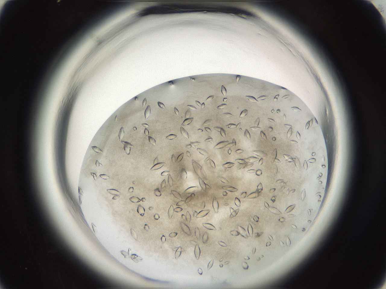 folderID696_plateID1696_batchID7042_wellNum10_profileID1_d1_r112577_ef.jpg