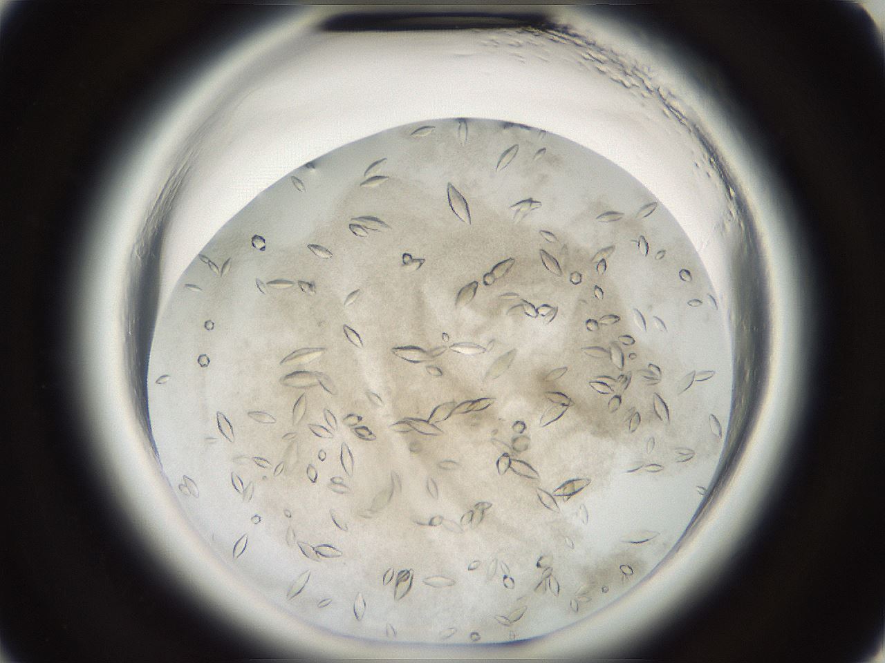 folderID696_plateID1696_batchID7042_wellNum10_profileID1_d2_r112578_ef.jpg
