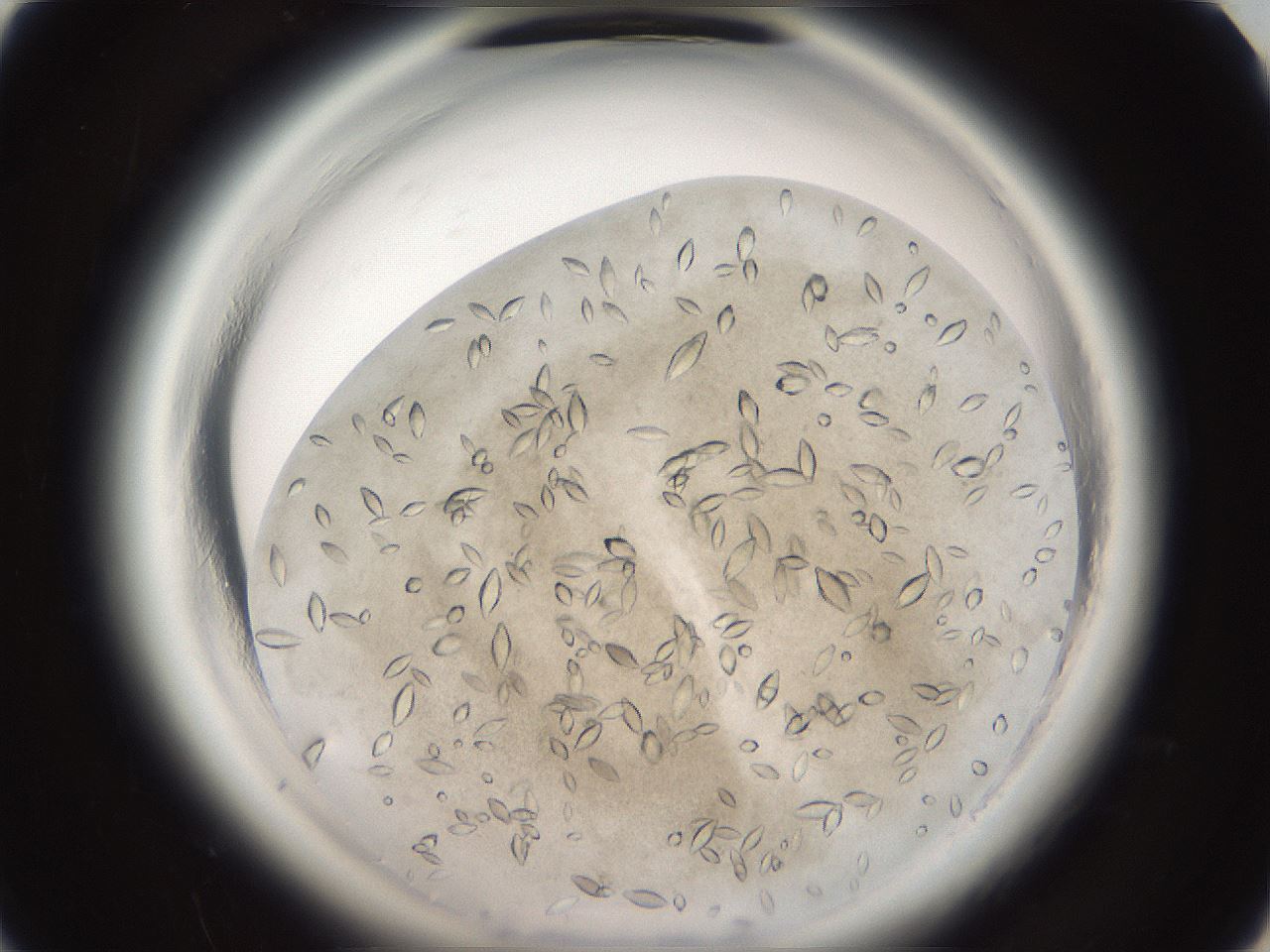 folderID696_plateID1696_batchID7042_wellNum11_profileID1_d1_r112579_ef.jpg