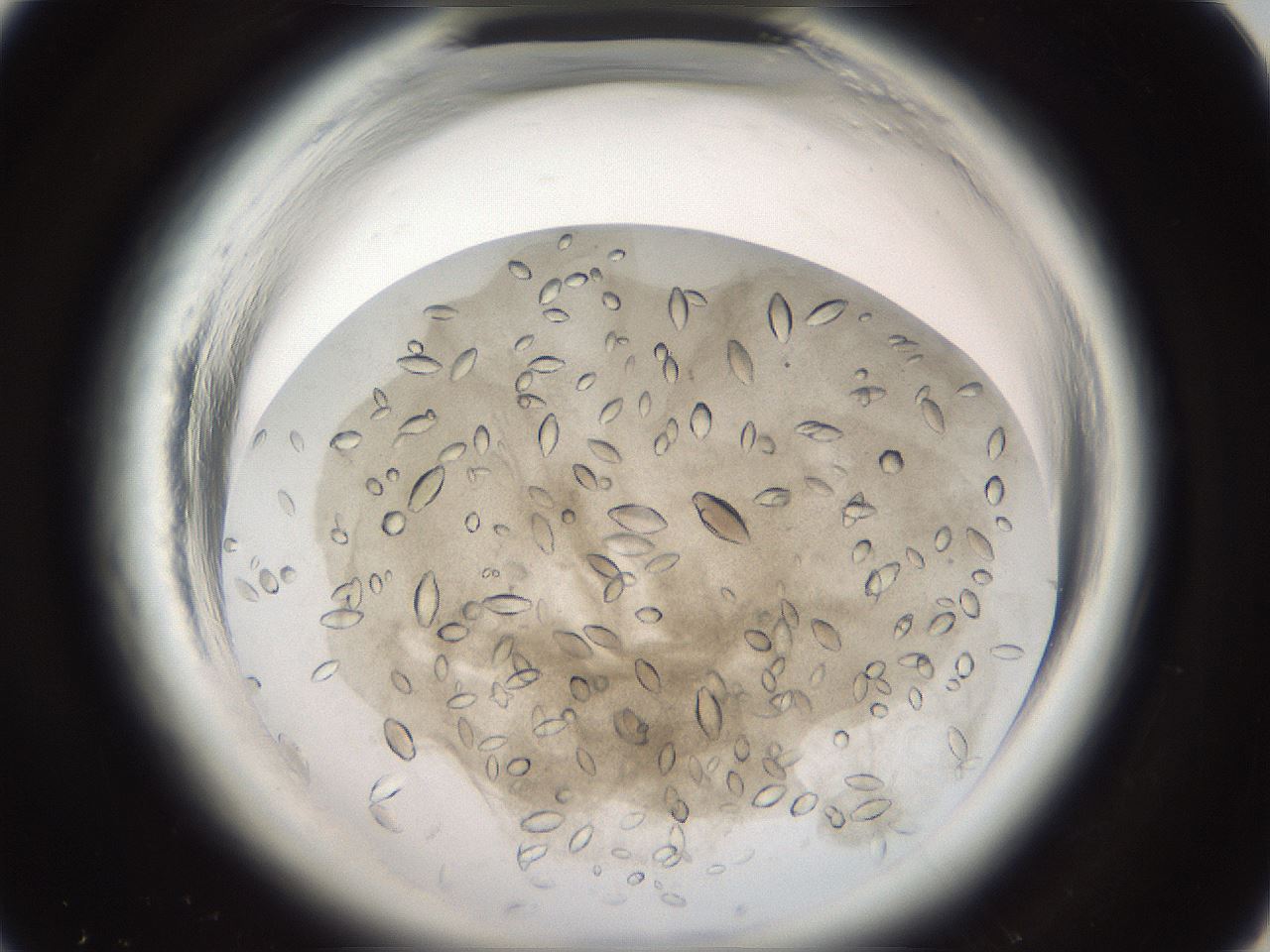 folderID696_plateID1696_batchID7042_wellNum20_profileID1_d1_r112597_ef.jpg