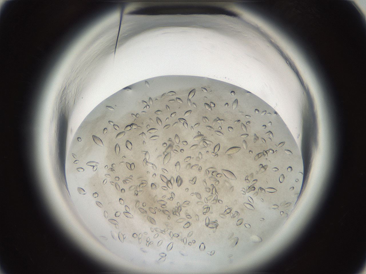 folderID696_plateID1696_batchID7042_wellNum22_profileID1_d1_r112601_ef.jpg