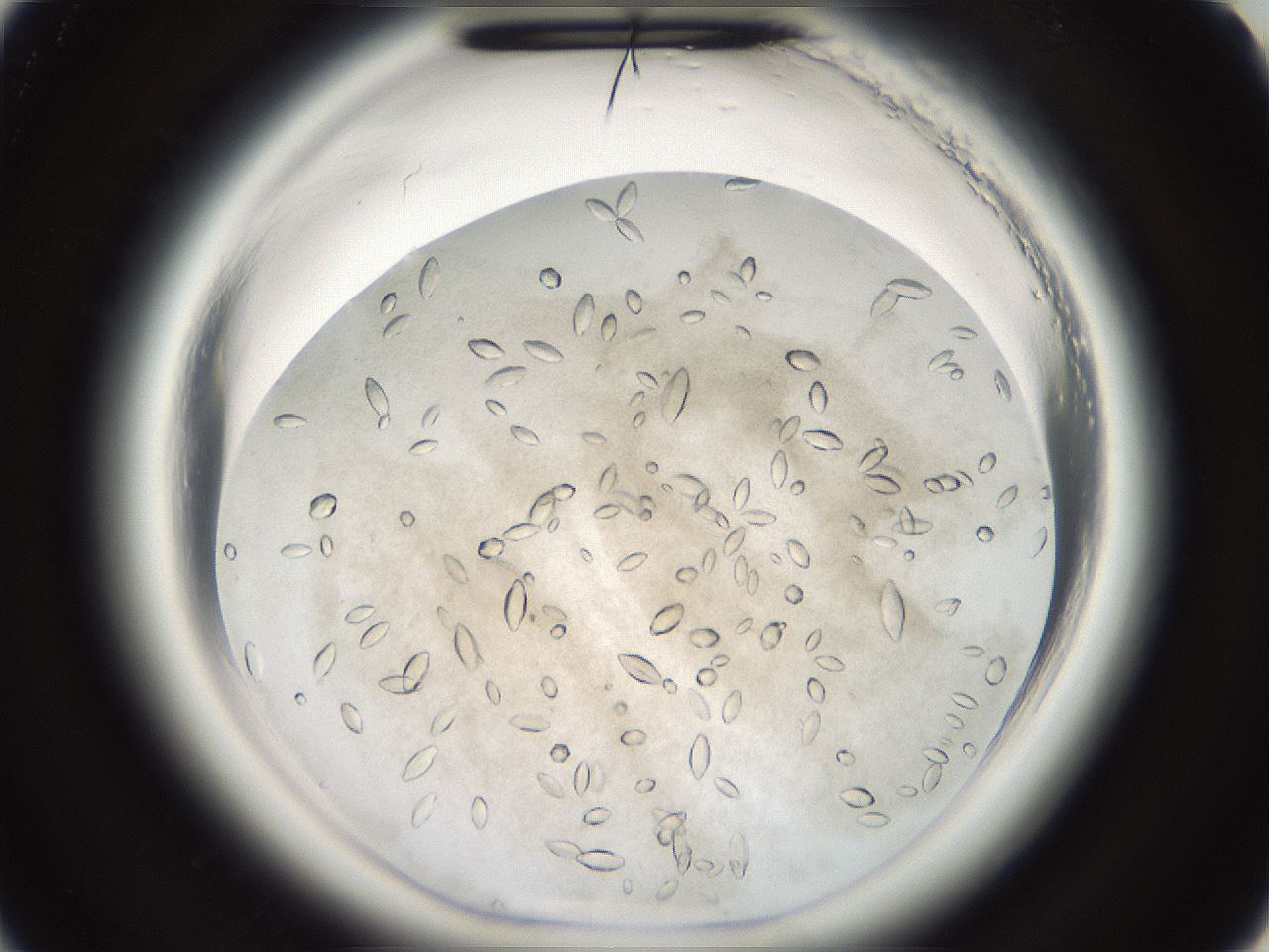 folderID696_plateID1696_batchID7042_wellNum22_profileID1_d2_r112602_ef.jpg