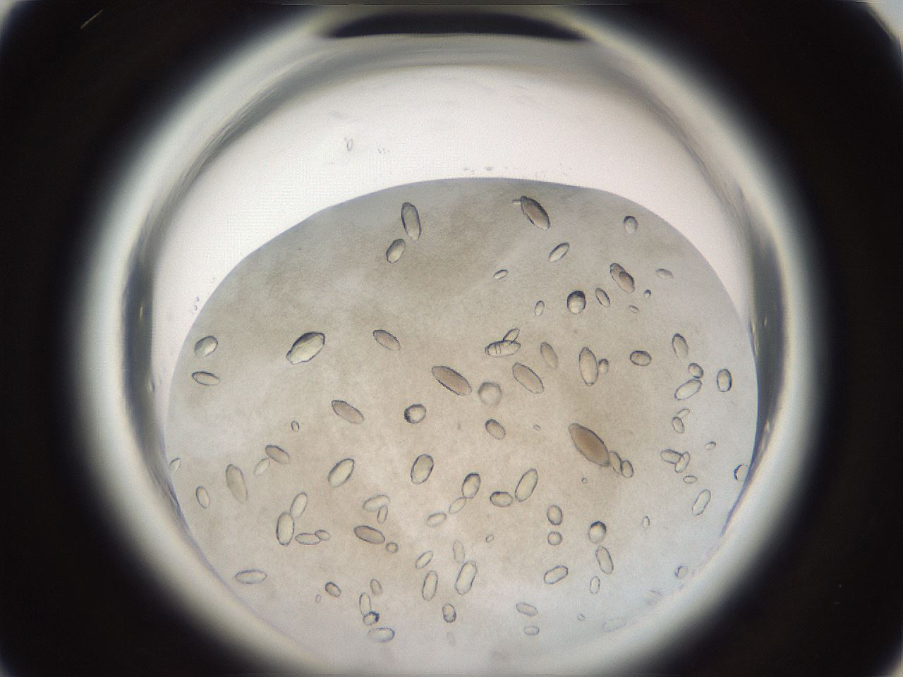 folderID696_plateID1696_batchID7042_wellNum35_profileID1_d1_r112627_ef.jpg