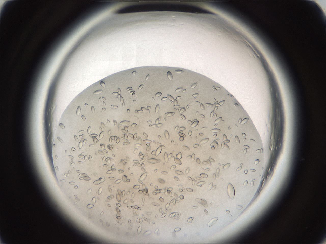 folderID696_plateID1696_batchID7042_wellNum36_profileID1_d1_r112629_ef.jpg