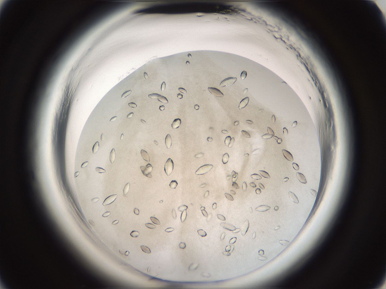 folderID696_plateID1696_batchID7042_wellNum21_profileID1_d2_r112600_ef.jpg