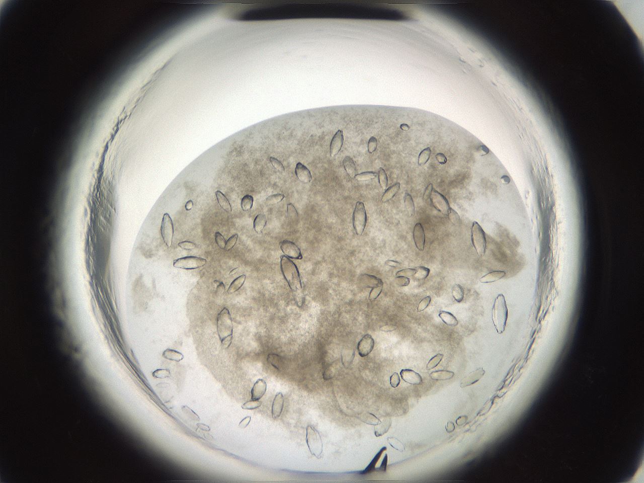 folderID696_plateID1696_batchID7042_wellNum4_profileID1_d1_r112565_ef.jpg