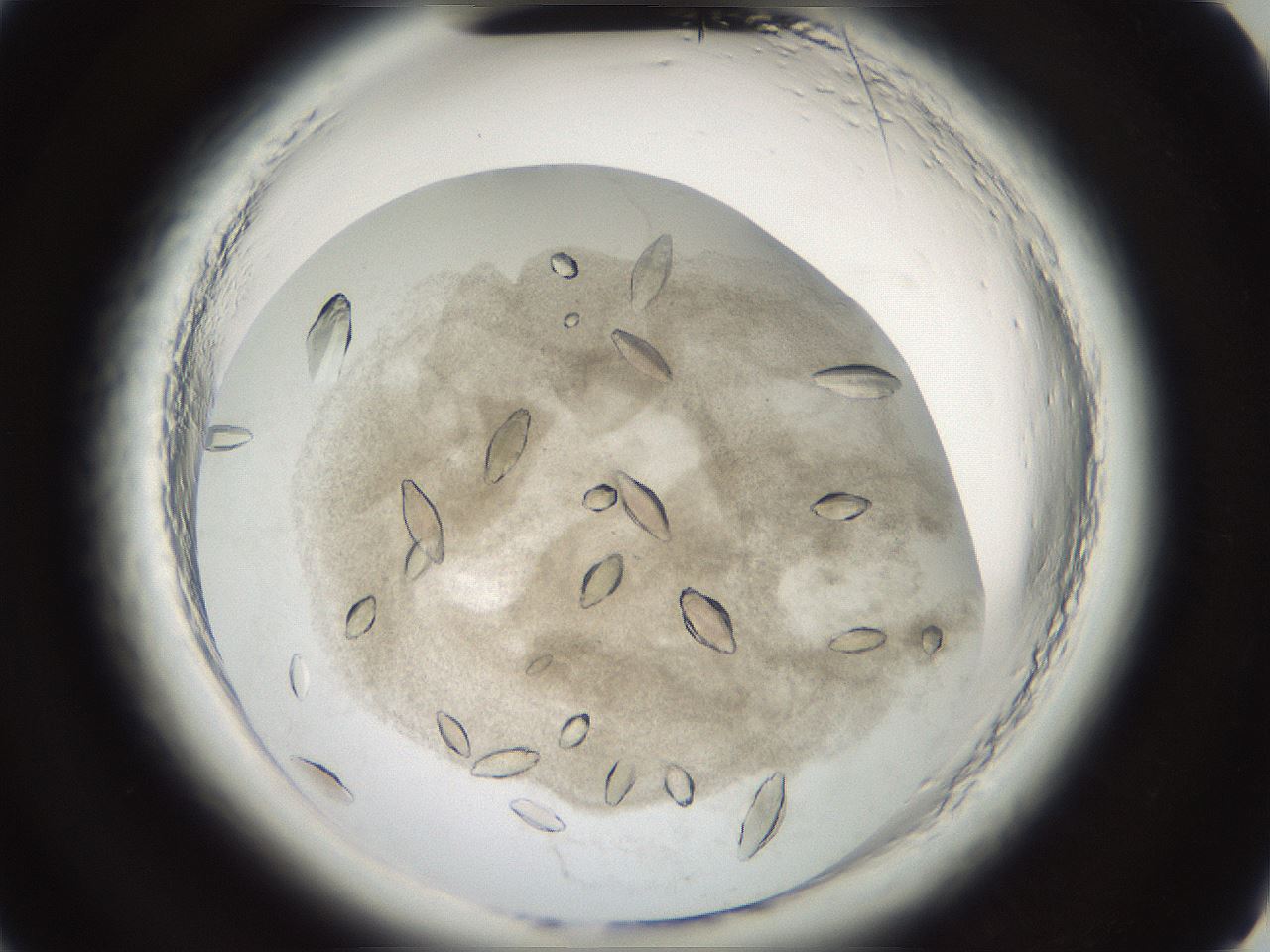 folderID696_plateID1696_batchID7042_wellNum4_profileID1_d2_r112566_ef.jpg