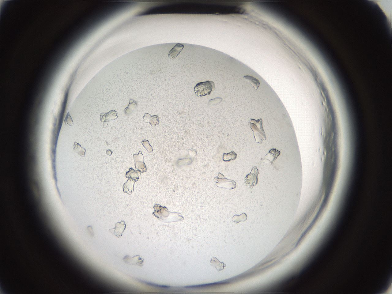 folderID696_plateID1696_batchID7042_wellNum55_profileID1_d2_r112668_ef.jpg