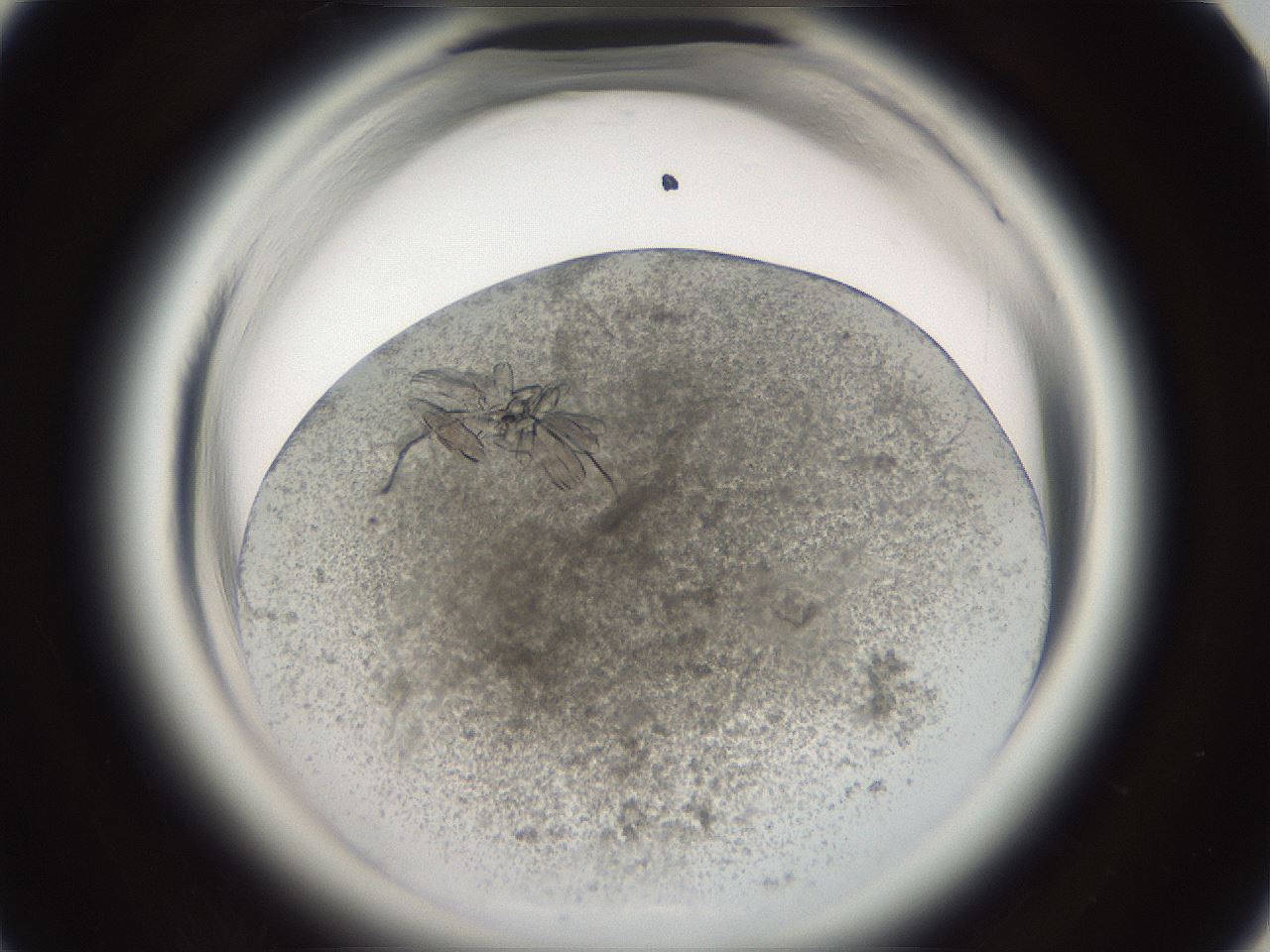 folderID696_plateID1696_batchID7042_wellNum58_profileID1_d1_r112673_ef.jpg