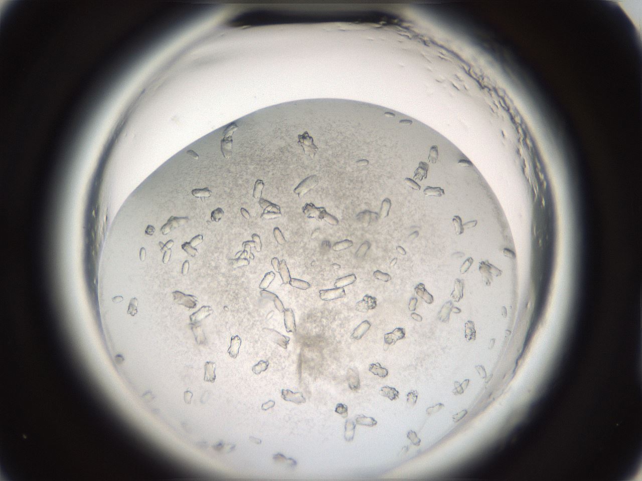 folderID696_plateID1696_batchID7042_wellNum59_profileID1_d2_r112676_ef.jpg