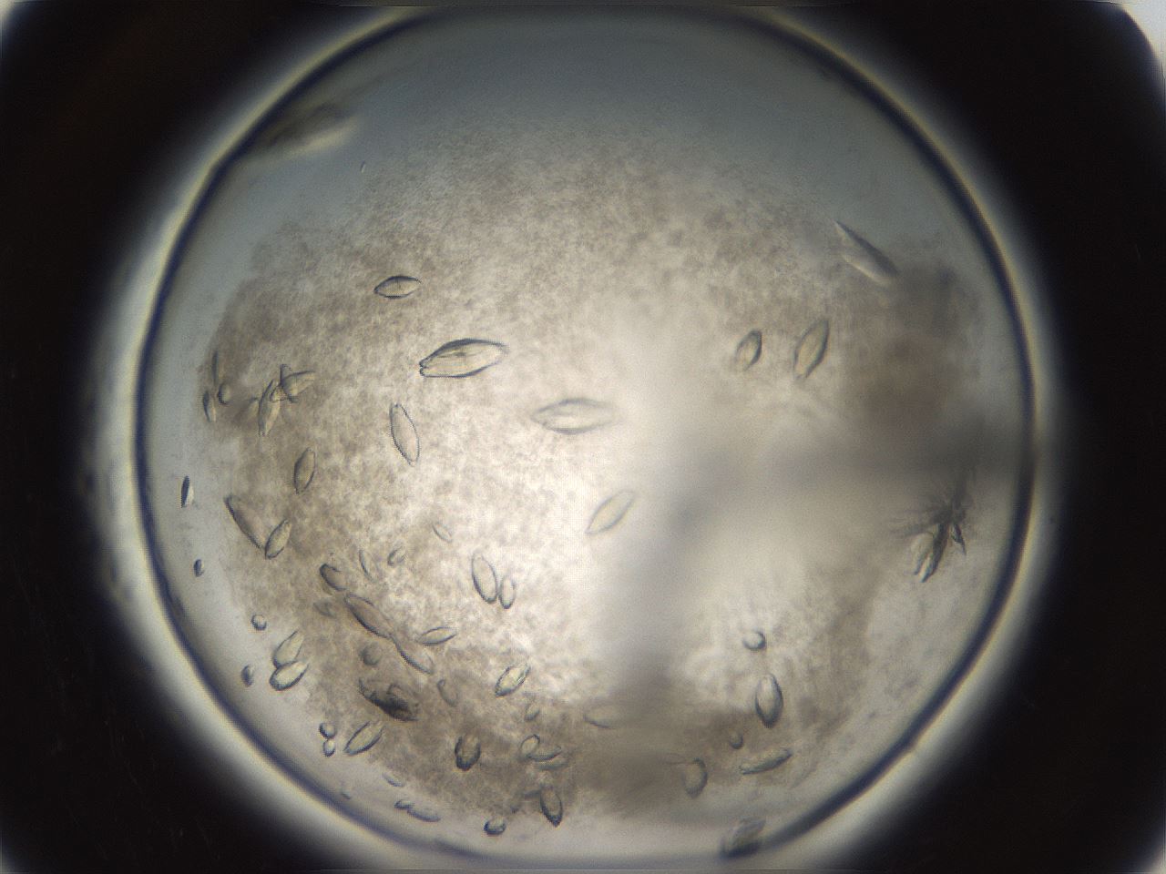 folderID696_plateID1696_batchID7042_wellNum6_profileID1_d1_r112569_ef.jpg