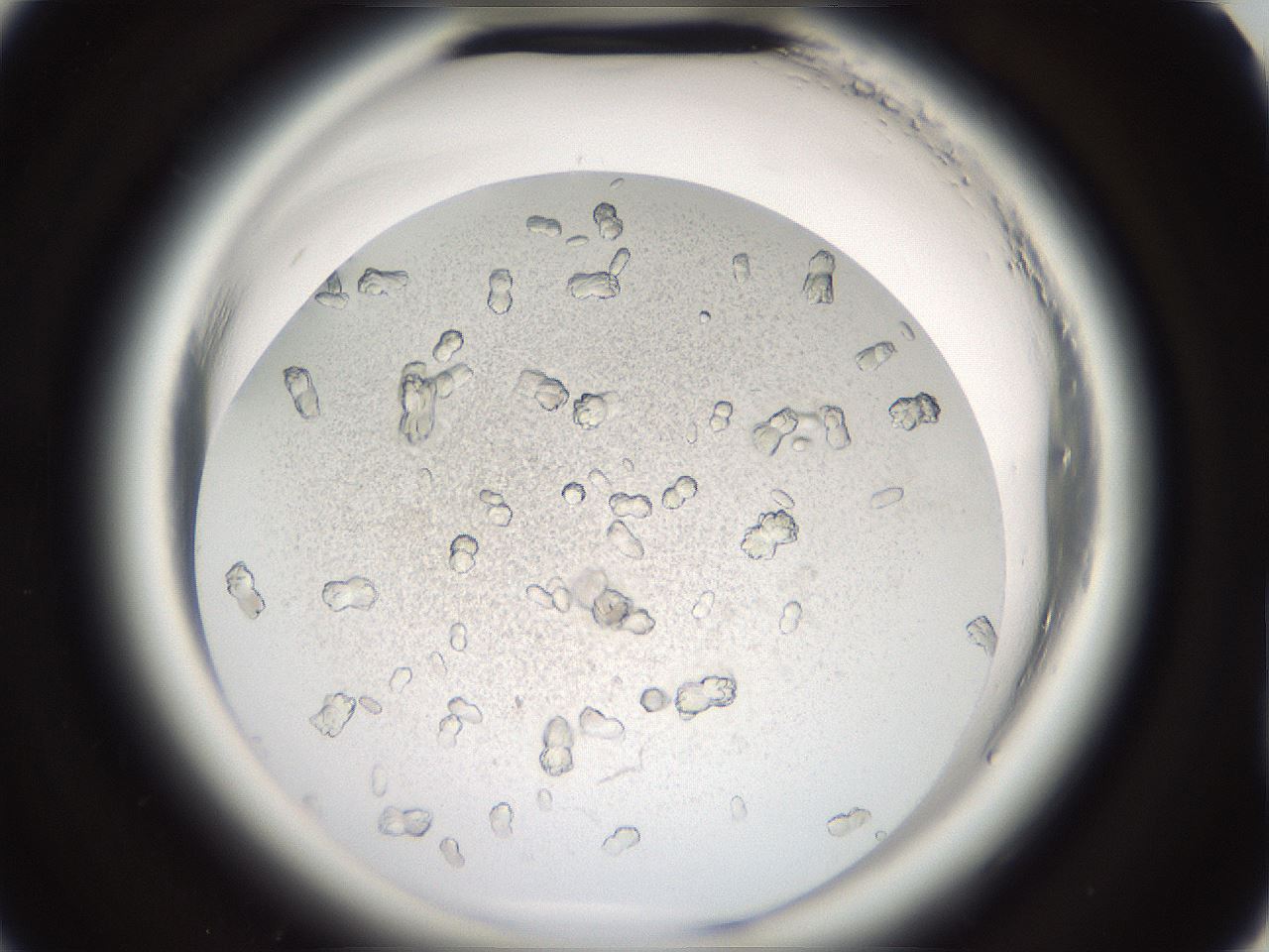 folderID696_plateID1696_batchID7042_wellNum70_profileID1_d2_r112698_ef.jpg