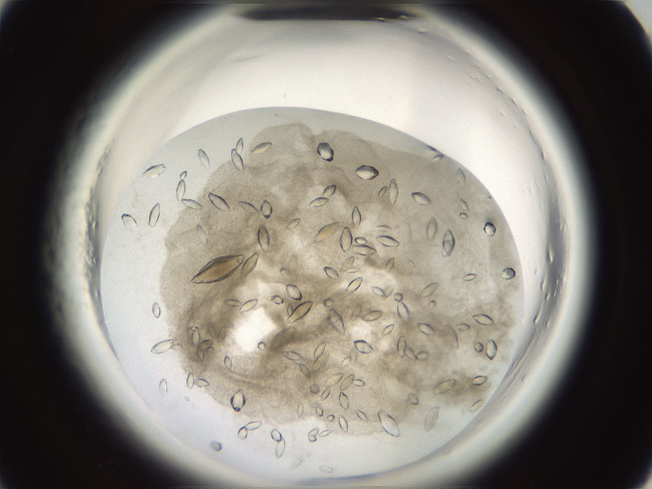 folderID696_plateID1696_batchID7042_wellNum7_profileID1_d1_r112571_ef.jpg