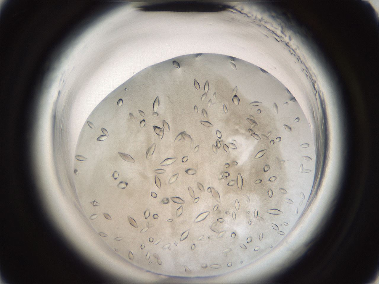 folderID696_plateID1696_batchID7042_wellNum9_profileID1_d2_r112576_ef.jpg