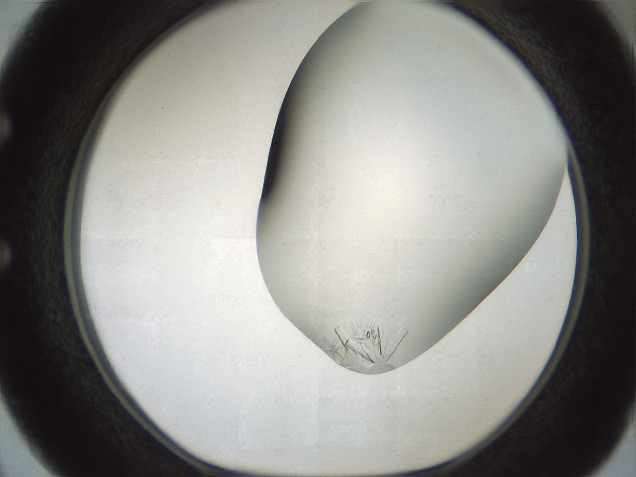 folderID705_plateID2705_batchID14086_wellNum50_profileID1_d1_r221372_ef.jpg