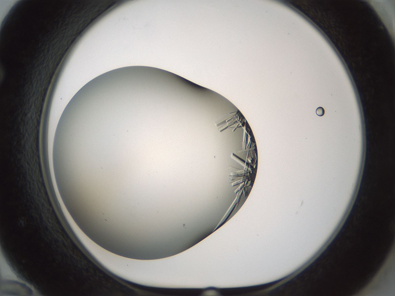 folderID705_plateID2705_batchID14086_wellNum72_profileID1_d1_r221394_ef.jpg