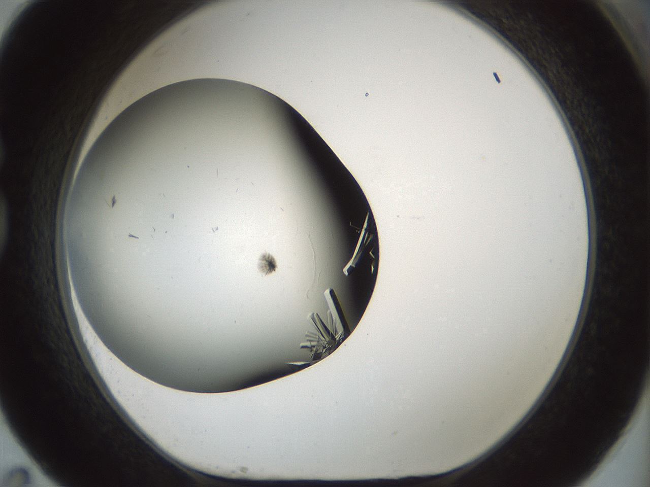 folderID705_plateID2705_batchID14086_wellNum83_profileID1_d1_r221405_ef.jpg