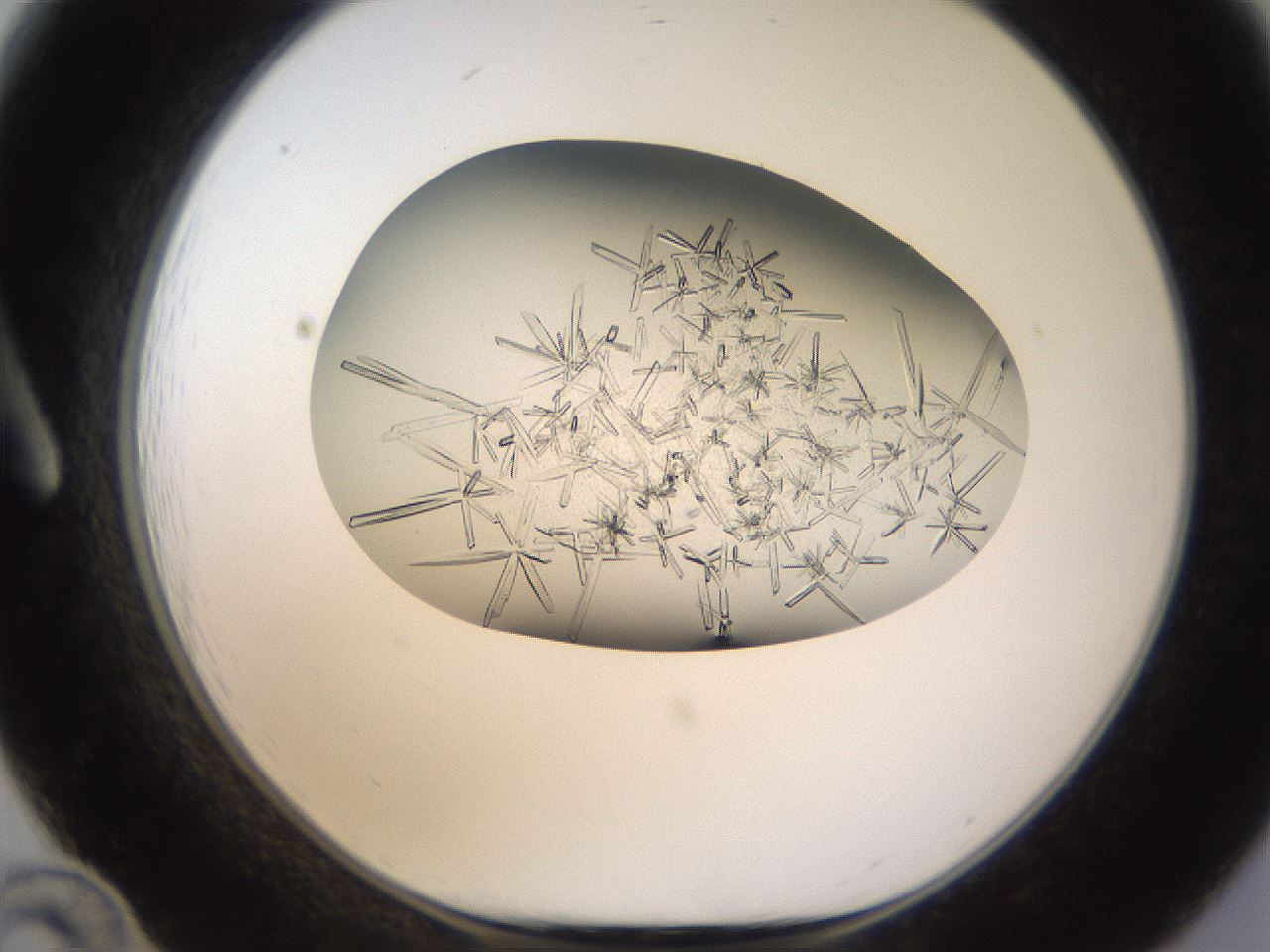 folderID710_plateID1710_batchID7122_wellNum12_profileID1_d1_r113613_ef.jpg
