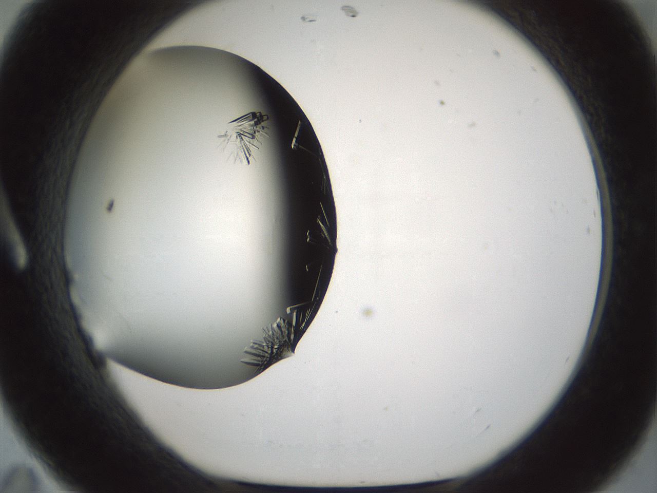 folderID705_plateID2705_batchID14086_wellNum11_profileID1_d1_r221333_ef.jpg