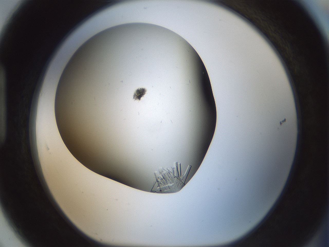 folderID705_plateID2705_batchID14086_wellNum91_profileID1_d1_r221413_ef.jpg