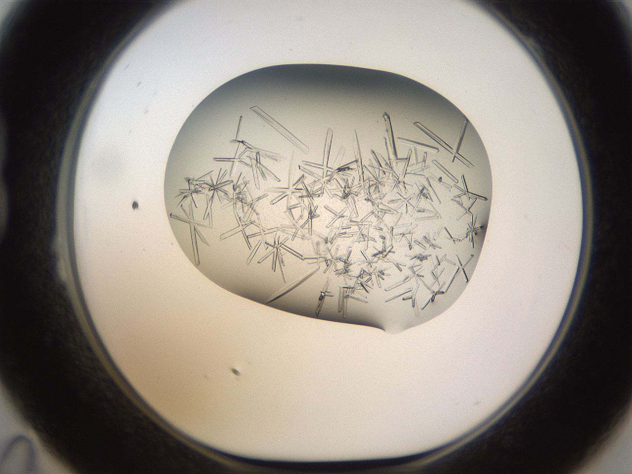 folderID710_plateID1710_batchID7122_wellNum23_profileID1_d1_r113624_ef.jpg