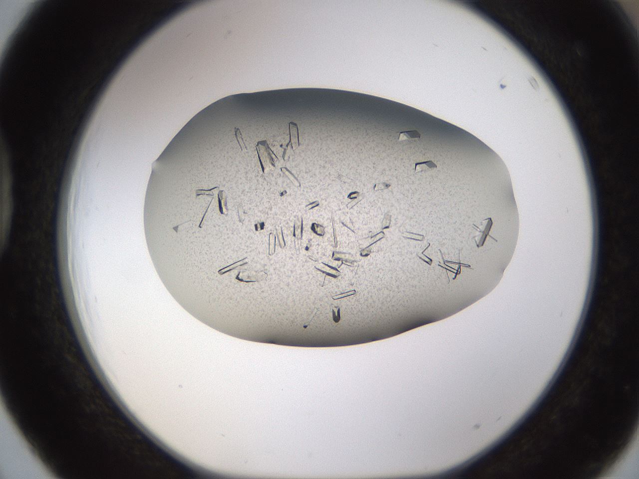 folderID710_plateID1710_batchID7122_wellNum39_profileID1_d1_r113640_ef.jpg