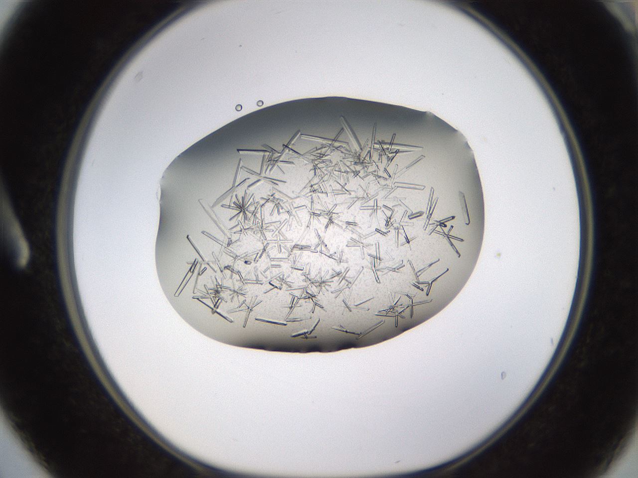 folderID710_plateID1710_batchID7122_wellNum3_profileID1_d1_r113604_ef.jpg
