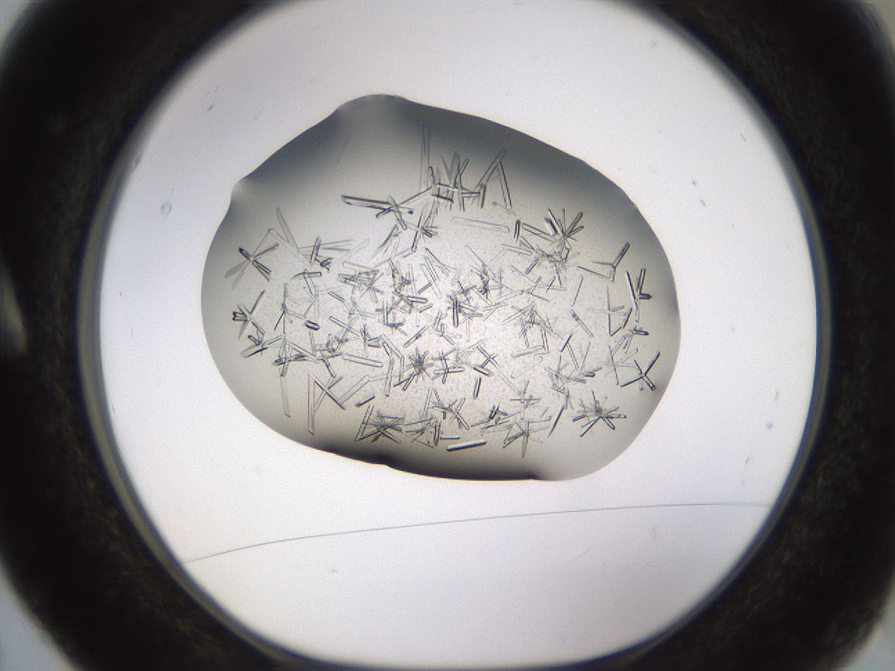 folderID710_plateID1710_batchID7122_wellNum5_profileID1_d1_r113606_ef.jpg