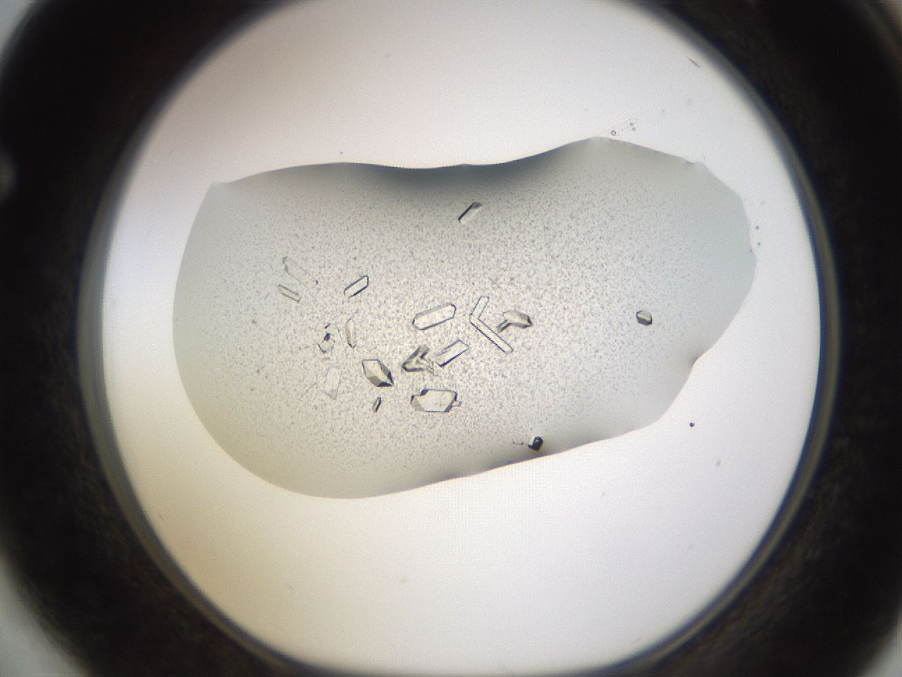 folderID710_plateID1710_batchID7122_wellNum64_profileID1_d1_r113665_ef.jpg