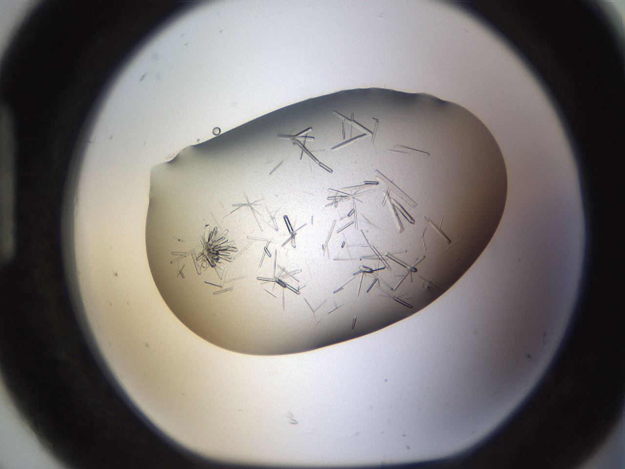 folderID710_plateID1710_batchID7122_wellNum92_profileID1_d1_r113693_ef.jpg