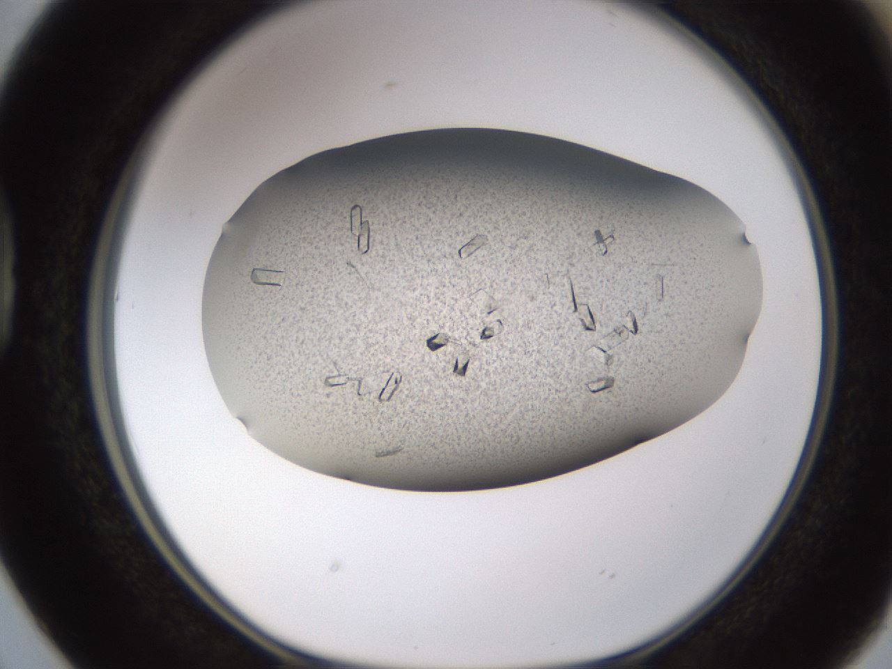 folderID710_plateID1710_batchID7122_wellNum38_profileID1_d1_r113639_ef.jpg