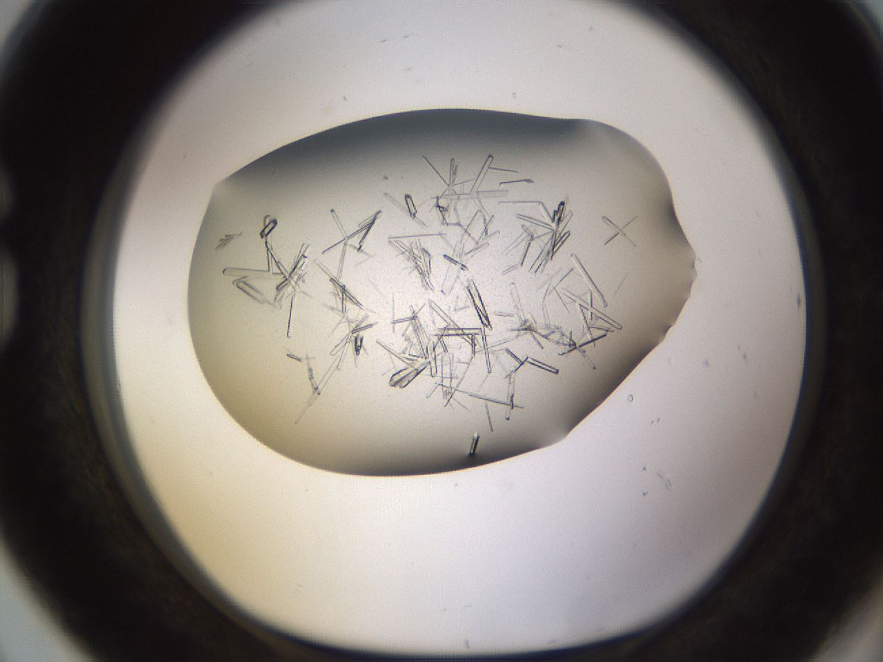 folderID710_plateID1710_batchID7122_wellNum80_profileID1_d1_r113681_ef.jpg
