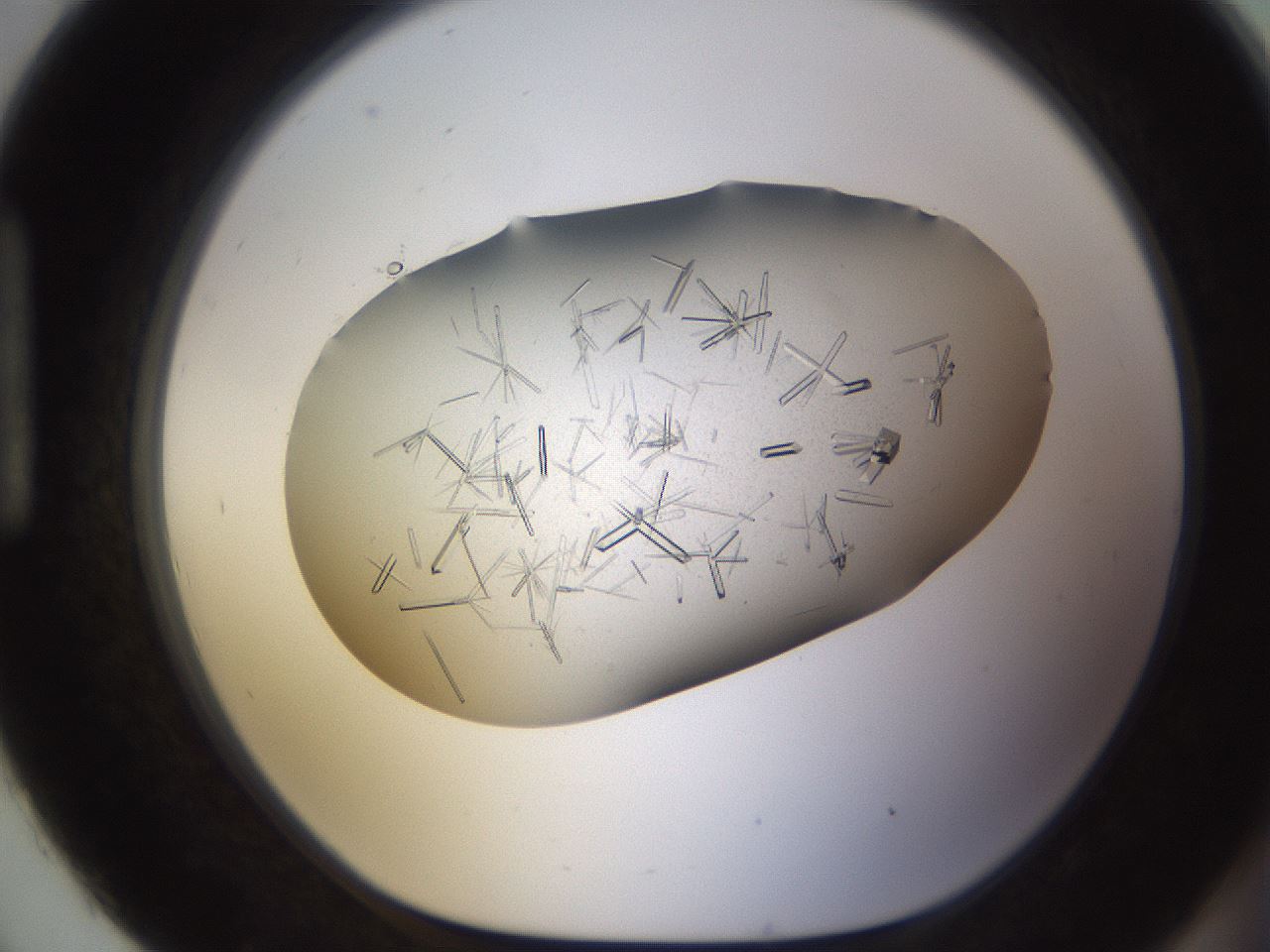 folderID710_plateID1710_batchID7122_wellNum93_profileID1_d1_r113694_ef.jpg