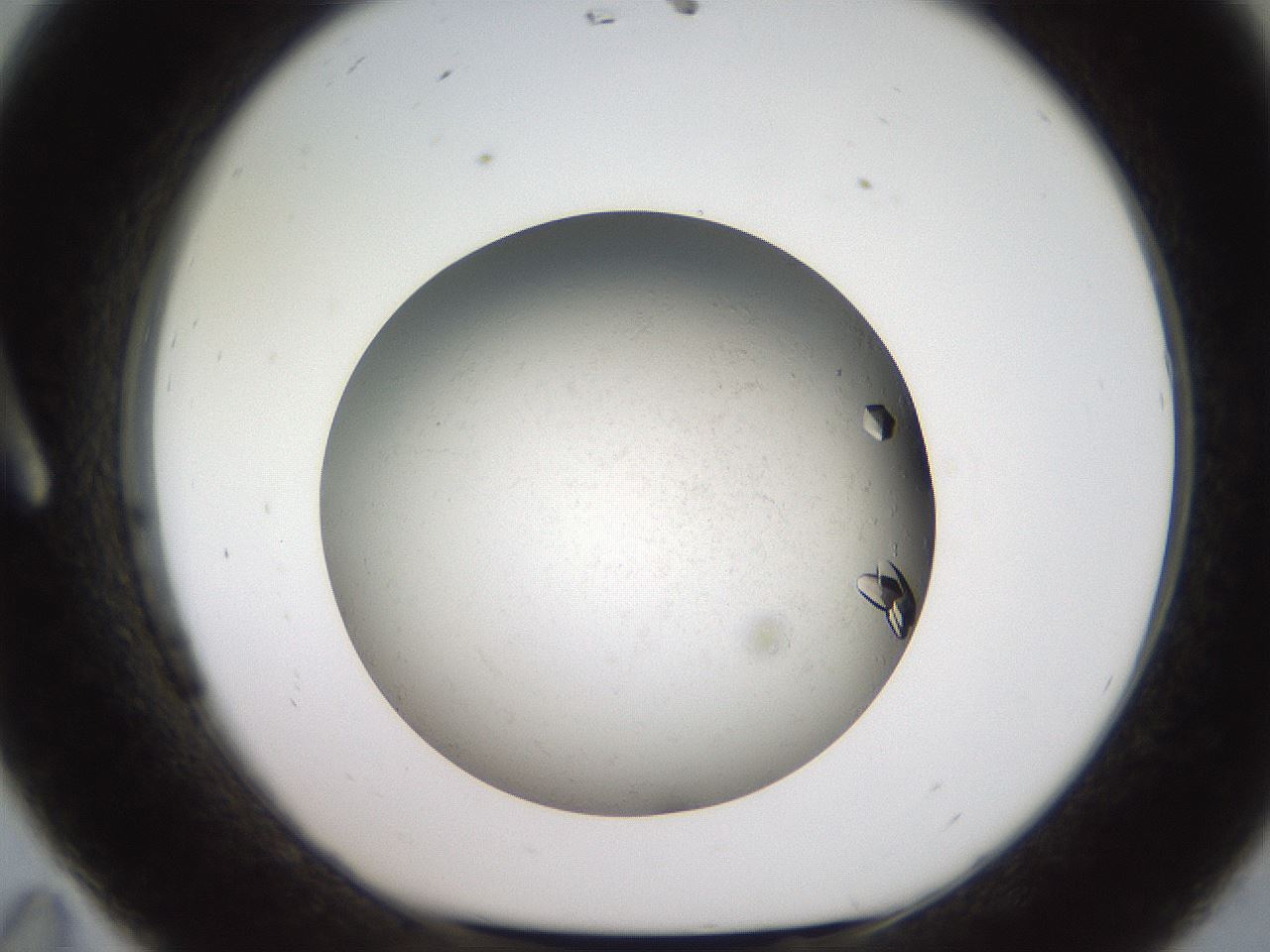 folderID735_plateID1735_batchID7276_wellNum11_profileID1_d1_r115597_ef.jpg