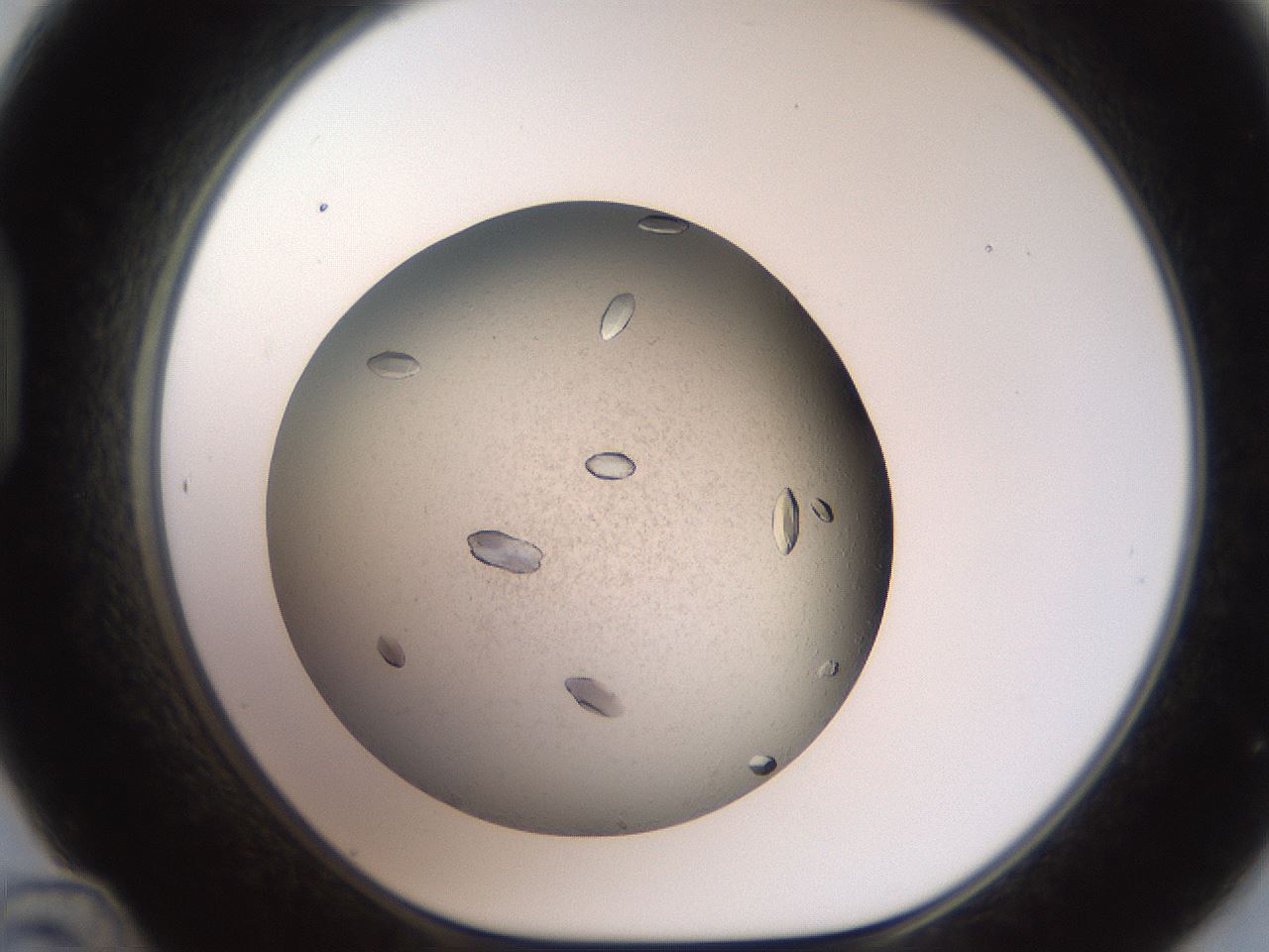 folderID735_plateID1735_batchID7276_wellNum48_profileID1_d1_r115634_ef.jpg