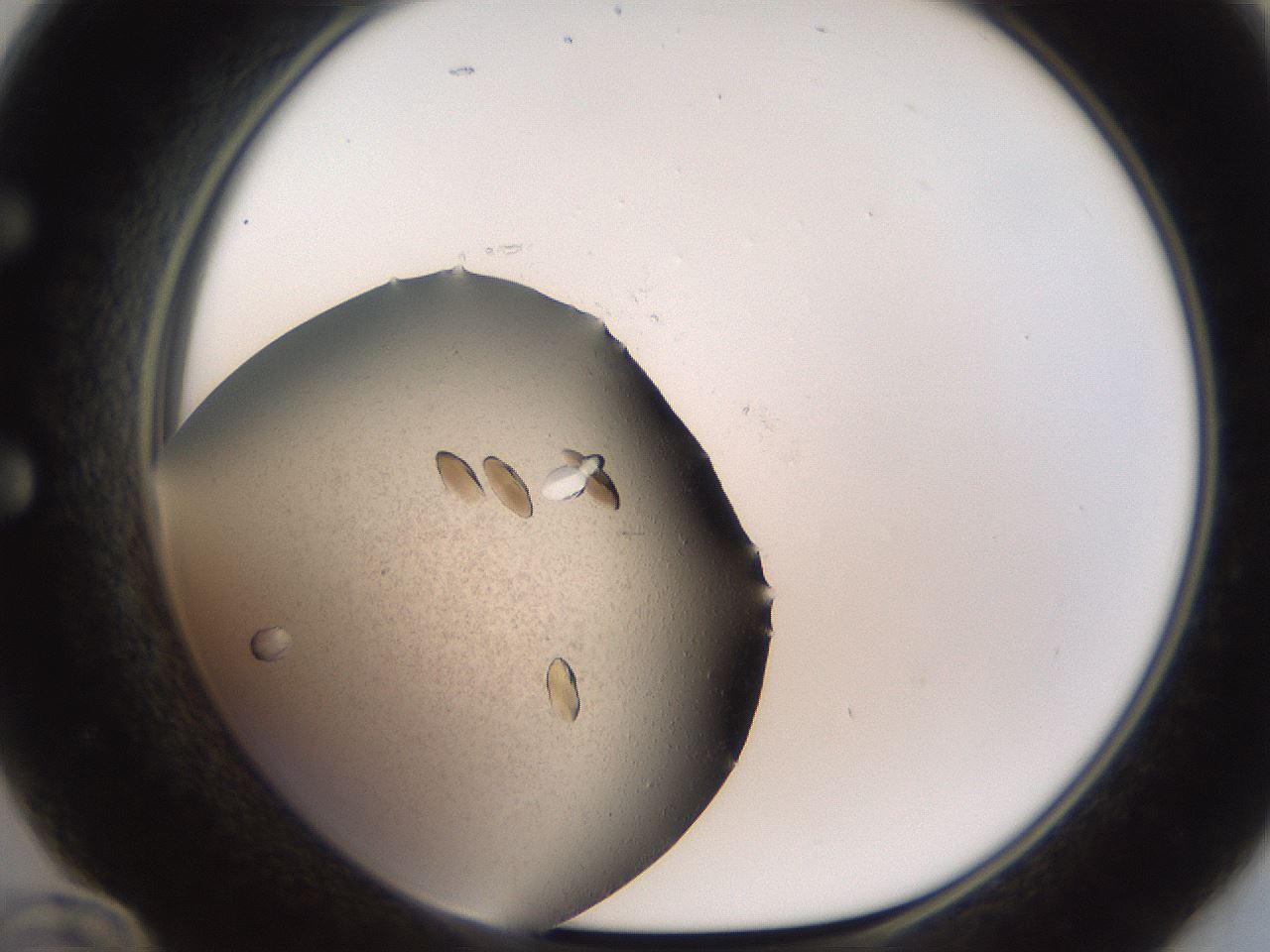 folderID735_plateID1735_batchID7276_wellNum60_profileID1_d1_r115646_ef.jpg