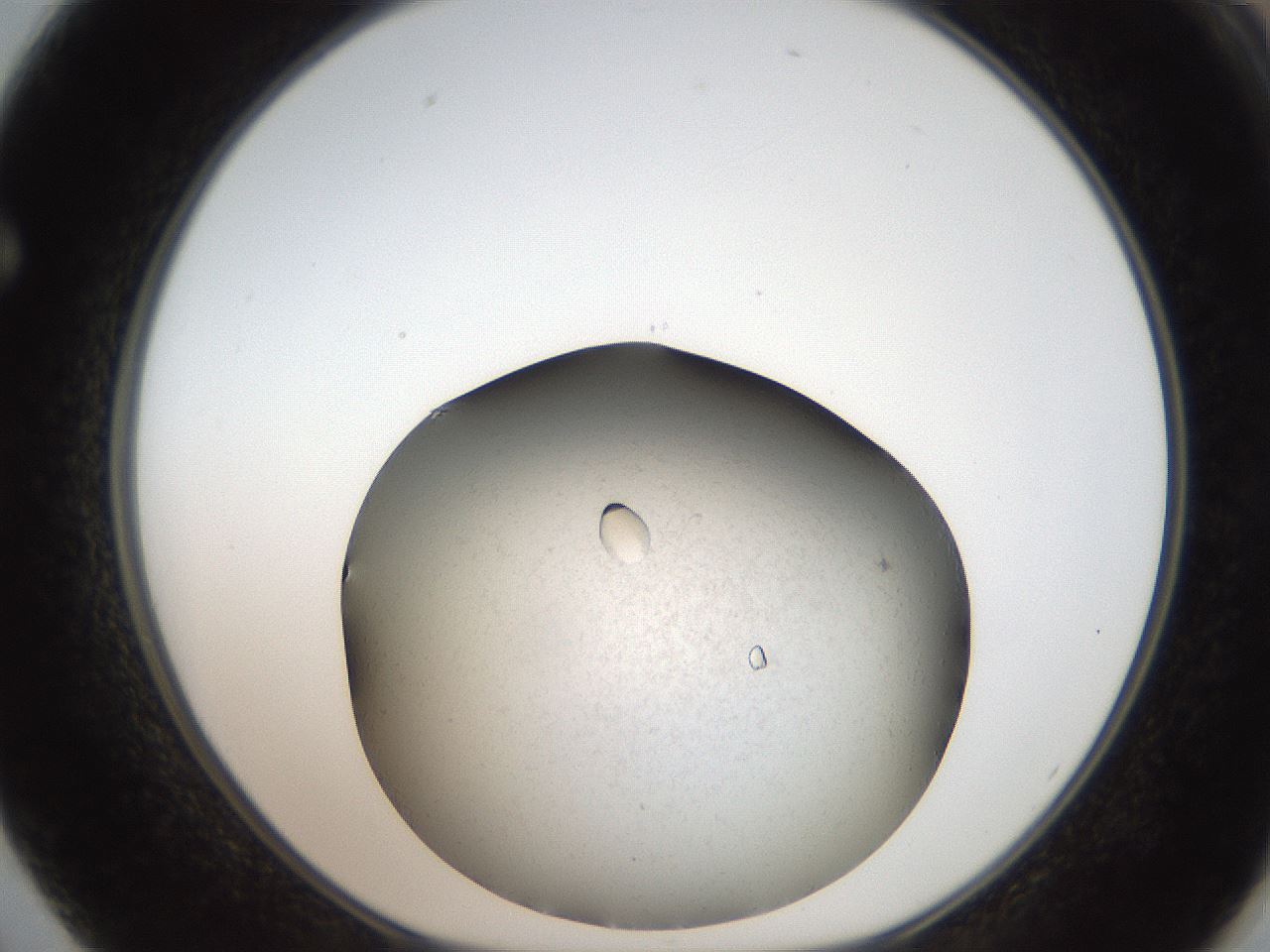 folderID735_plateID1735_batchID7276_wellNum62_profileID1_d1_r115648_ef.jpg