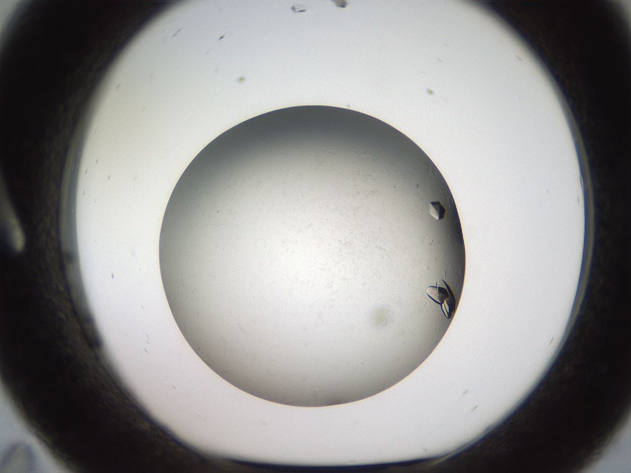 folderID735_plateID1735_batchID7287_wellNum11_profileID1_d1_r115597_ef.jpg
